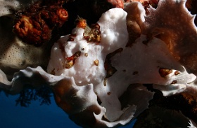 Komodo 2016 - Giant frogfish - Antenaire geant - Antennarius commerson - IMG_6901_rc